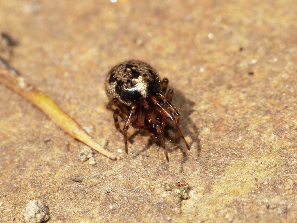 Coppia di Enoplognatha mandibularis con ospite